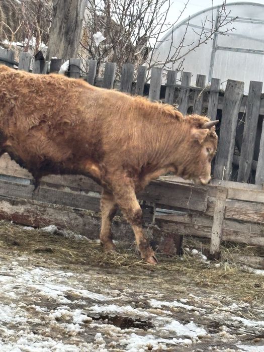 Продам бычка  годовалого