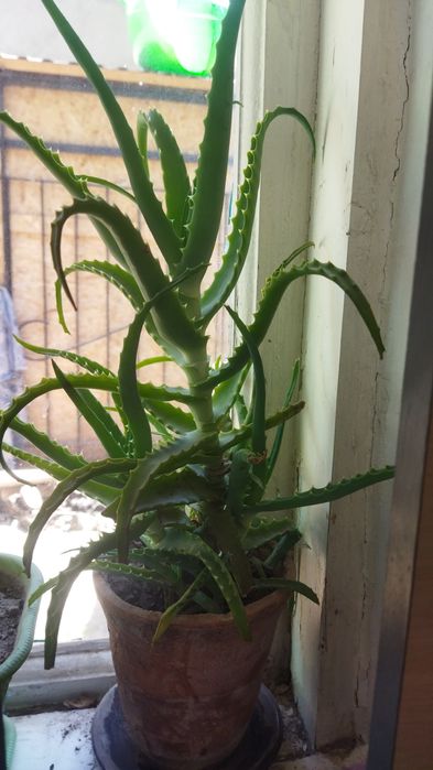 Цветы комнатные лилия, алоэ