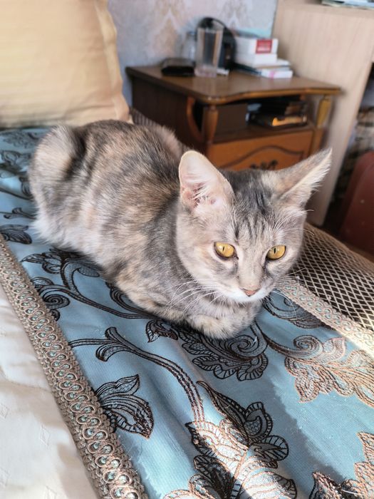 Ищем дом кошечке