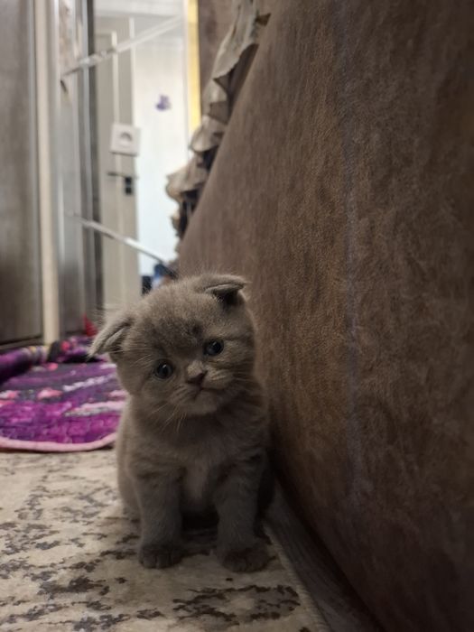 Британские котята