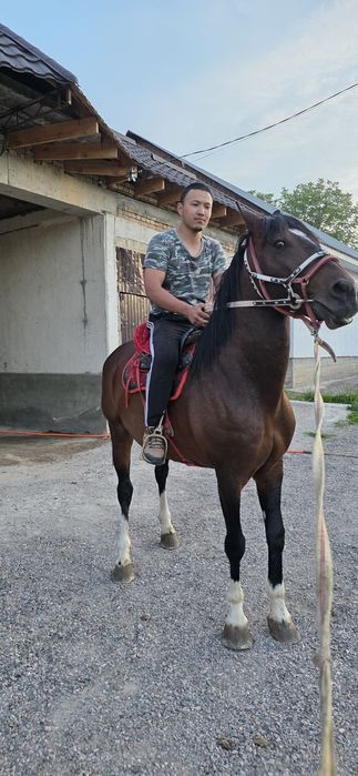 Көкпар ат сатылады
