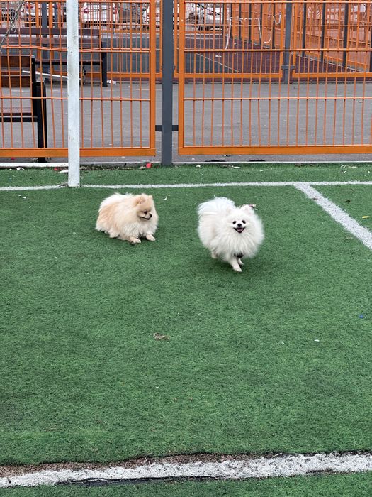 Вязка шпиц (случка собак)