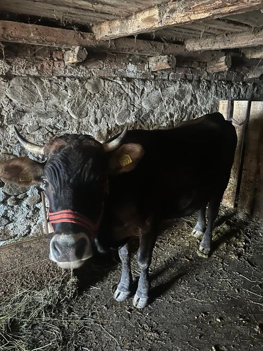 Vând vaci bune de lapte tinere