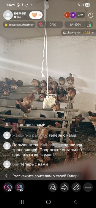 Куры ломан браун