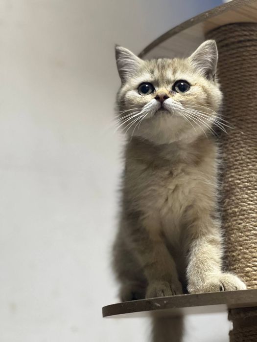 Britan mushukchalar    Бринтанские котятя