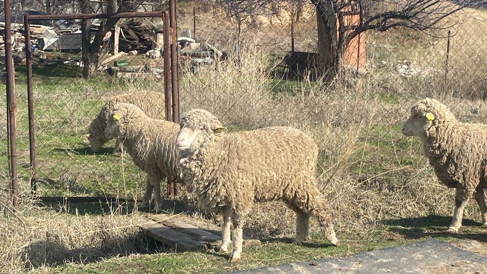 Меренос қоилар бордақы