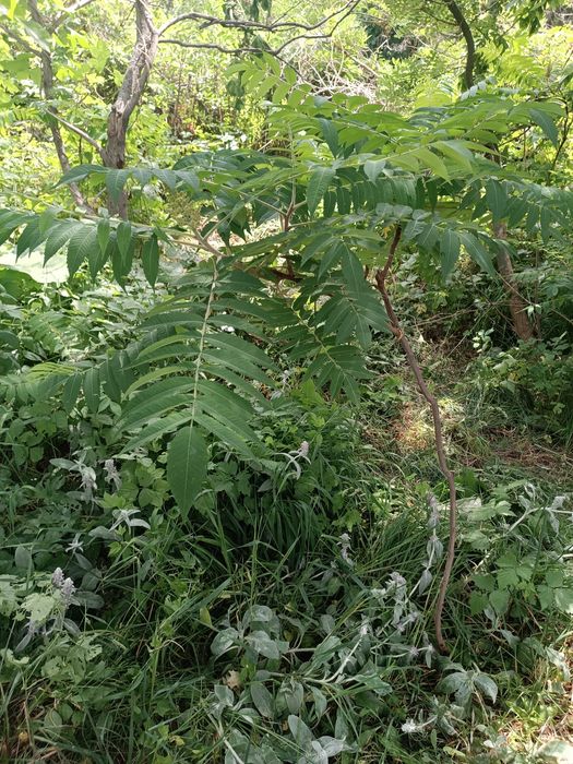 Сумаха саженцы продам