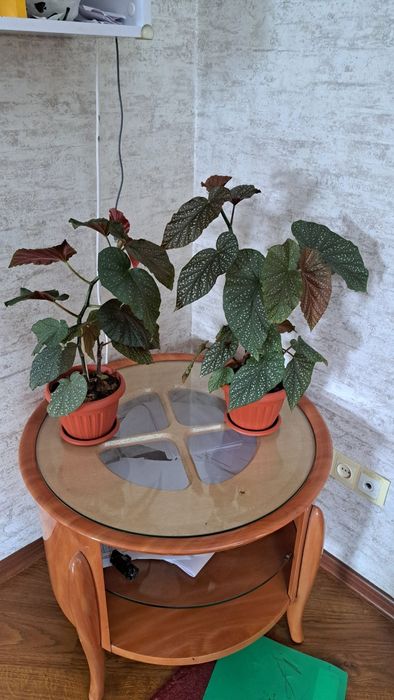 Цветы  комнатные