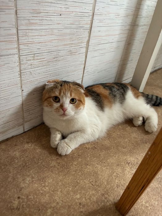 Отдадим кошку в добрые руки