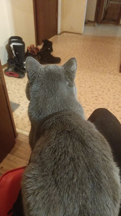 Отдам в хорошие руки кота британца