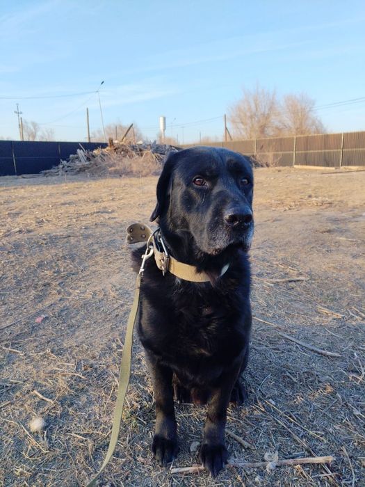 Звоночки, сторожа, компаньоны