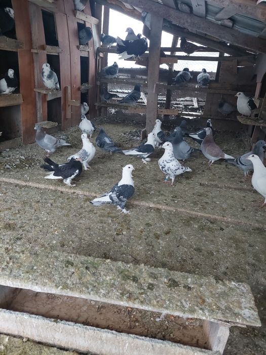 Porumbei foarte frumosi