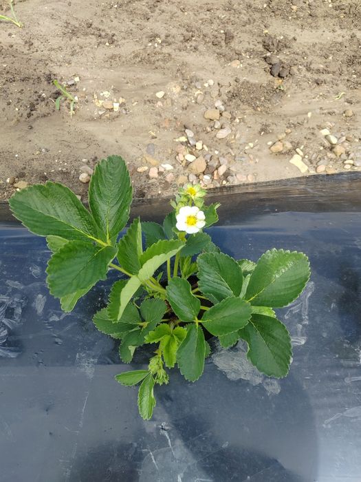 Stoloni de Capsuni *Produc tot Anul * Albion