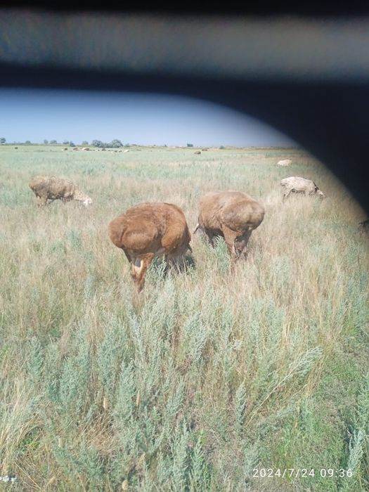 Семіз Қойлар  сатылады