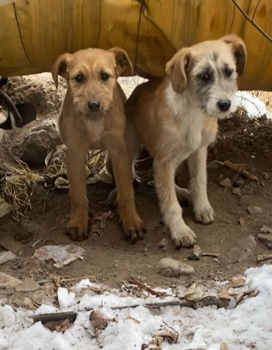 Отдам щенков, девочки, 4 мес