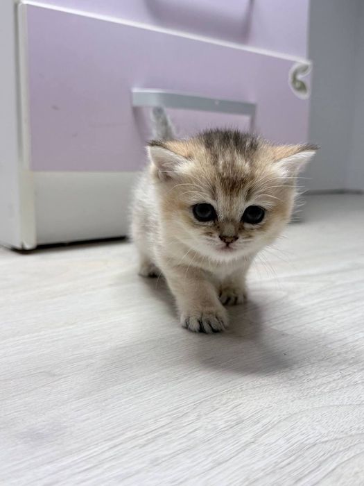 Милые котята,продаются