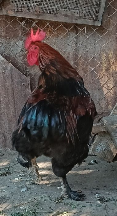 De vînzare cocos