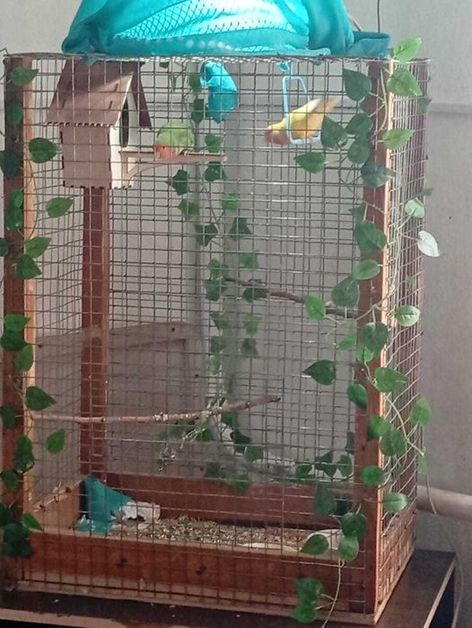 Продаются пара попугаев неразлучников