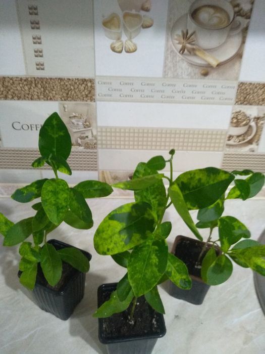 Продам комнатные растения