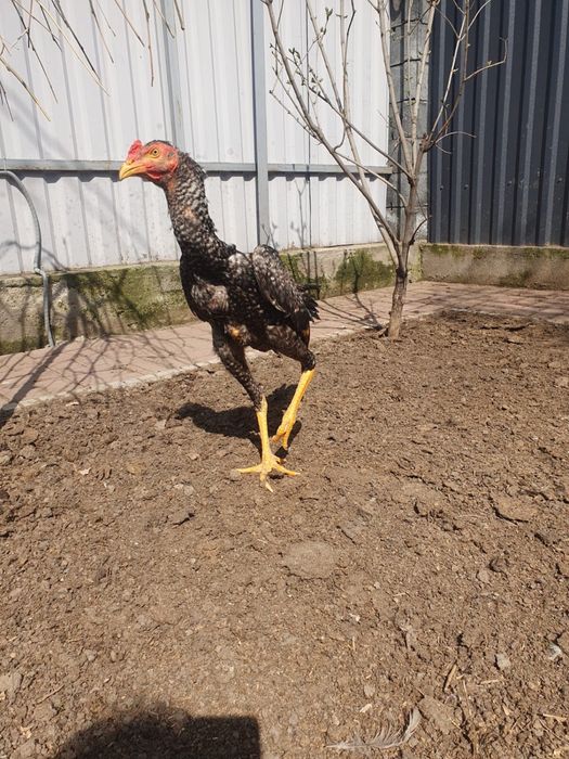 Петух дакан бойцовый