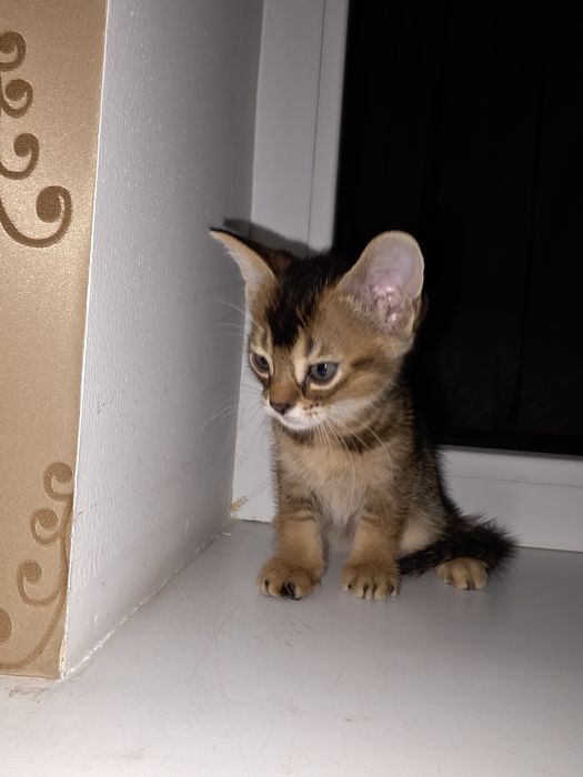 Абиссинский котенок