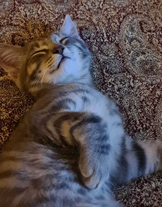 Котенок в добрые руки
