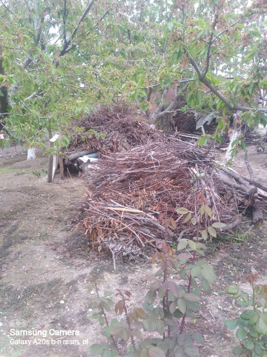 Farg‘ona Quvasoyda tayyor boylangan o‘tinlar bor