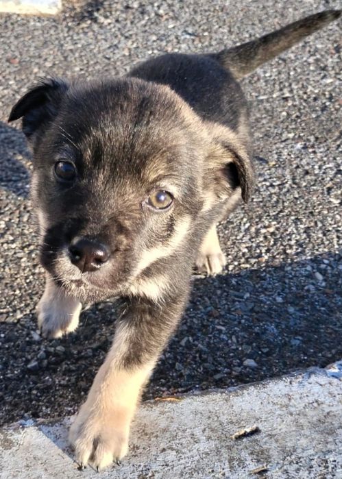 Щенки ищут дом! В хорошие руки!