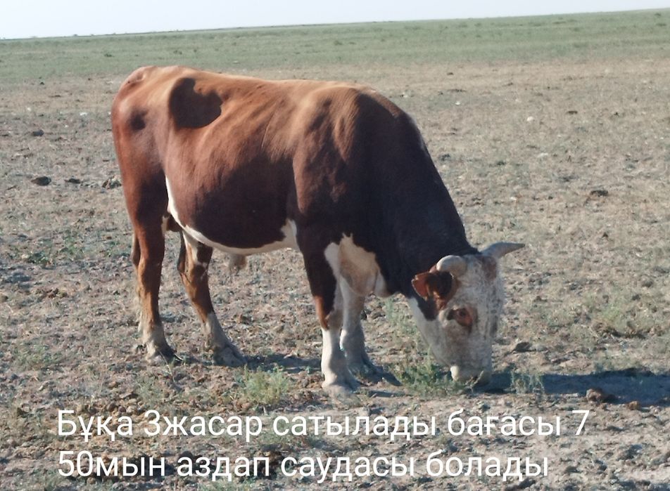 Бұқа,сиыр сатылады
