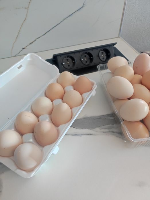 Инкубационные яйца дакан