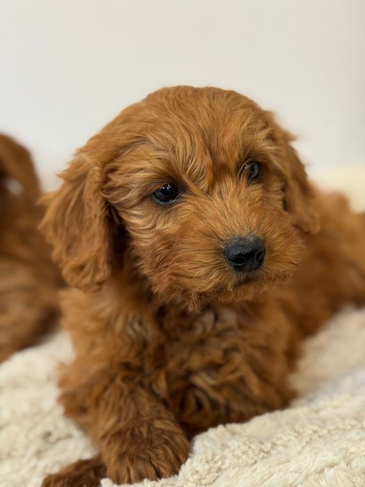 Goldendoodle F1B fetita superba