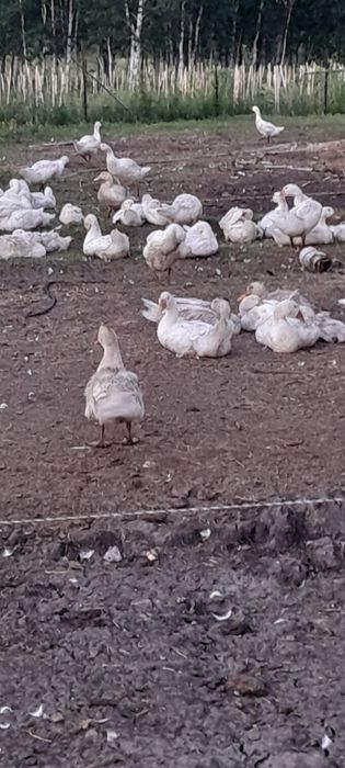 Продам уток живьем
