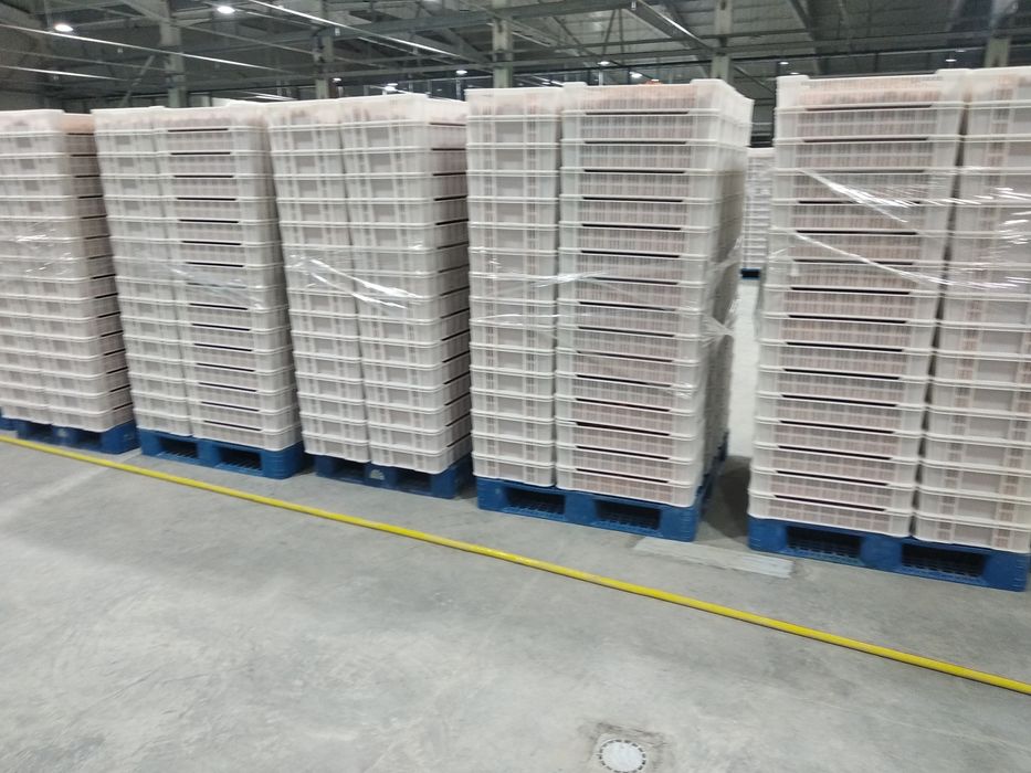 Паддон поддон сотамиз