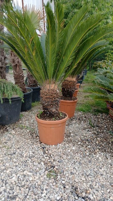 Plante exotice ,rezistente la ger