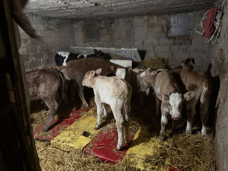 Vitei sugari intarcati si semi intarcati