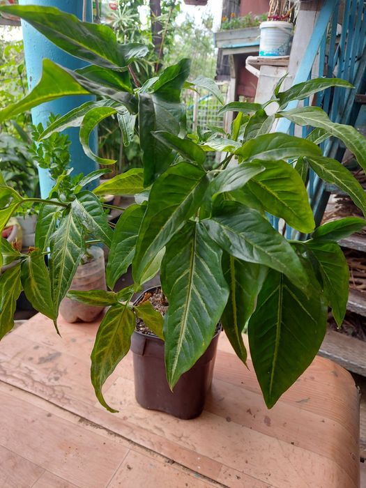 Самшиты  подростки