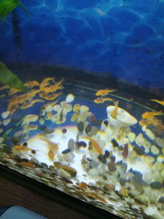 Анциструсы желтые