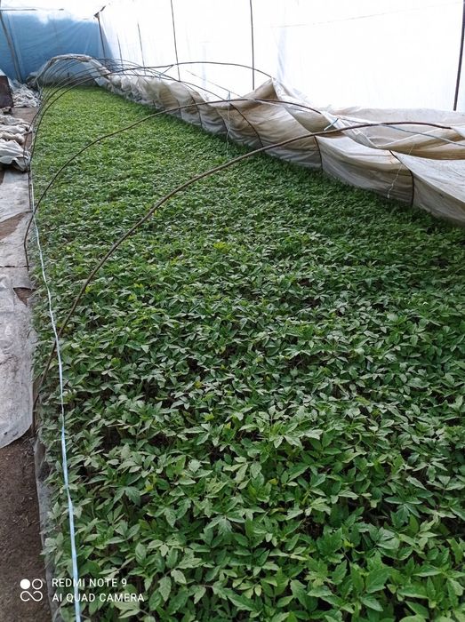 Помидор кучатлари сотилади нави ЧИНТО  F1  2200