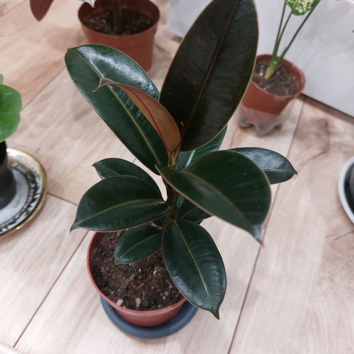 Продам цветы комнатные