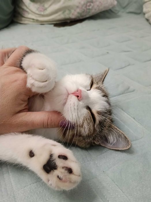 Отдам даром кошечку