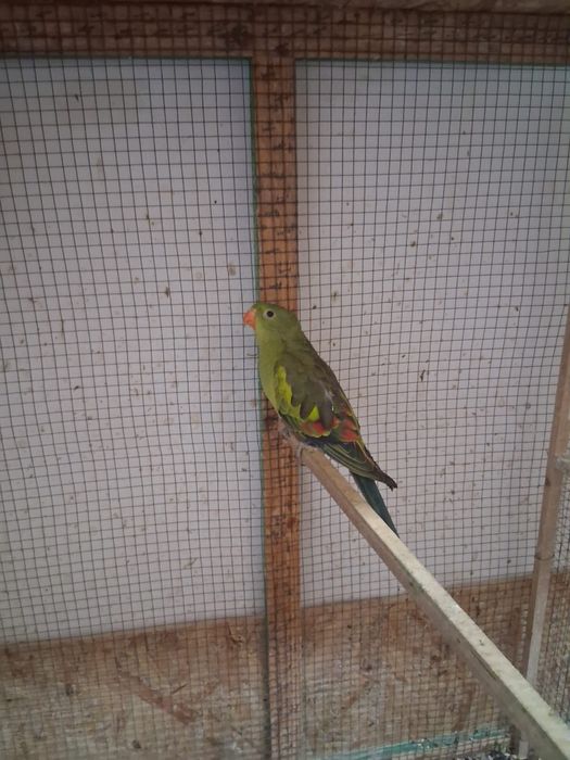 Papagali peruși de vânzare