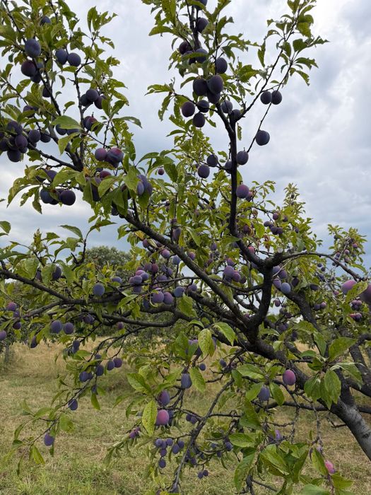 Prune de vanzare