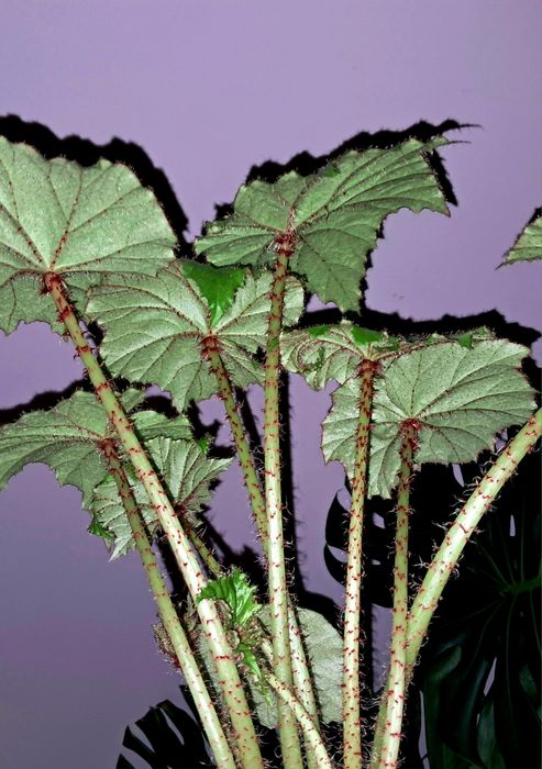 Бегония воротничковая