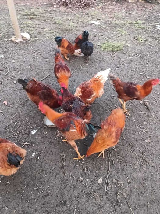 Патици за Коледа- бели. Кокошки -различни породи.