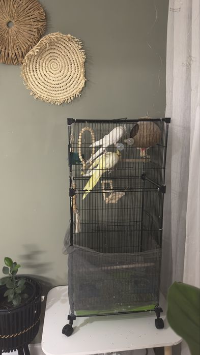 Продаем пару попугаев корелл!