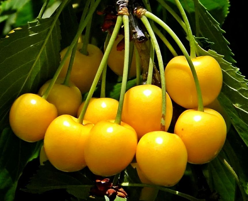 Cires Amar Imperial Galben