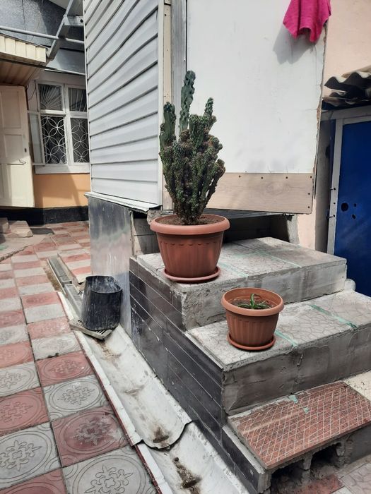 Продам большой кактус