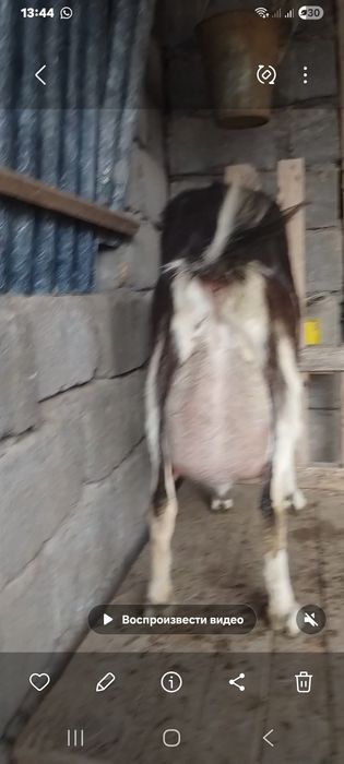 Ешкі суті бар литр 800тенге