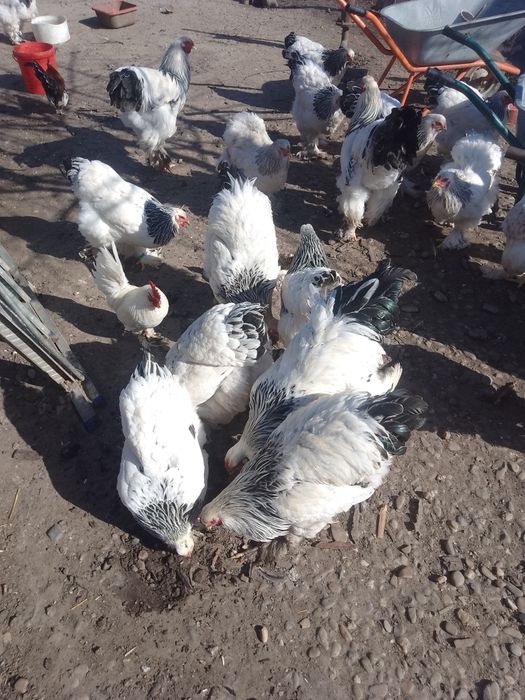 Ouă de găini brahma herminat deschis