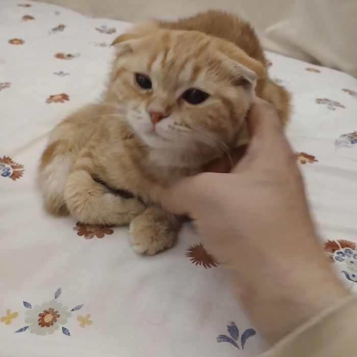 Клепоух Шотландец